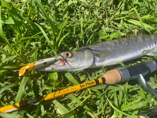 オニカマスの釣果