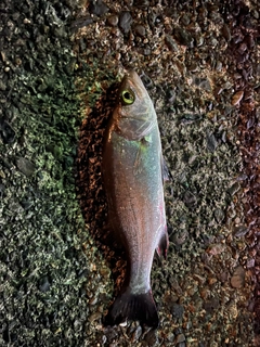 セイゴ（マルスズキ）の釣果