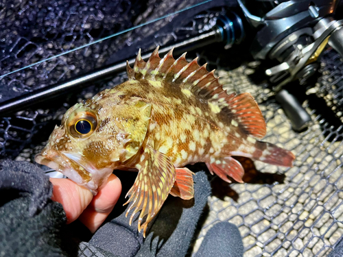 ガシラの釣果