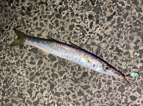 カマスの釣果