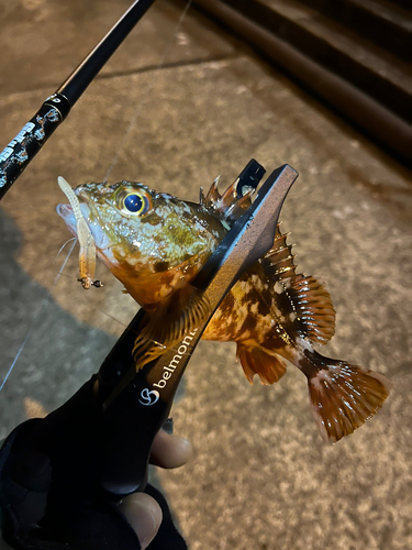 タケノコメバルの釣果