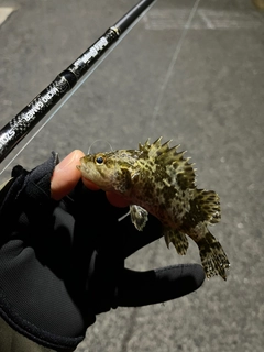 タケノコメバルの釣果