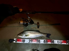 スズキの釣果