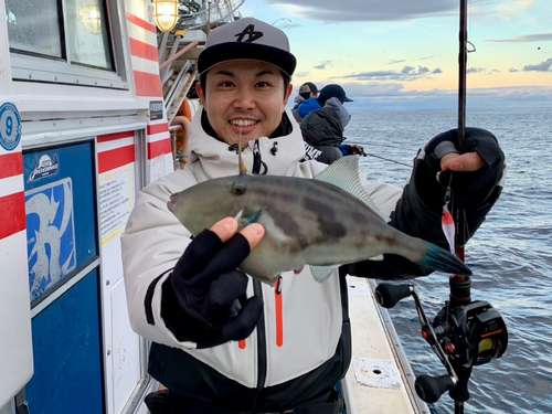 ウマヅラハギの釣果