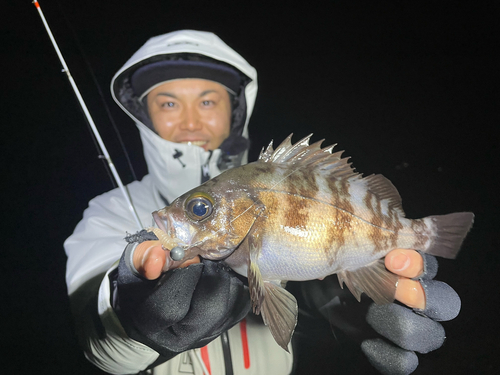 シロメバルの釣果