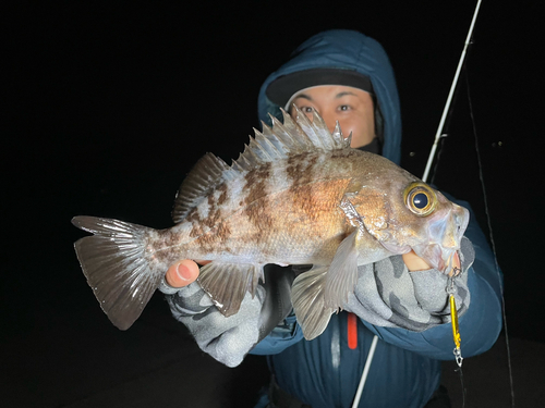 シロメバルの釣果