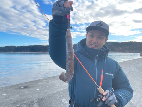 ダイナンギンポの釣果