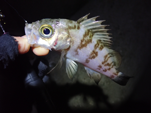 メバルの釣果