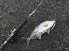 ショゴの釣果