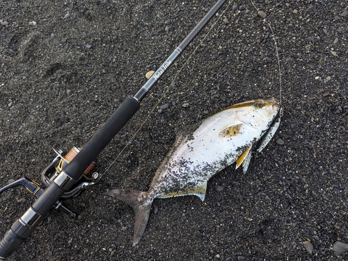 ショゴの釣果