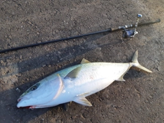 ブリの釣果