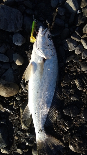 ニベの釣果