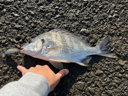 キビレの釣果