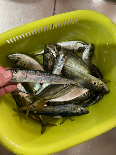 アジの釣果