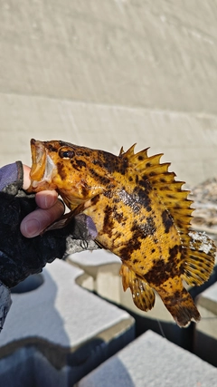 タケノコメバルの釣果