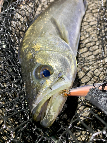 セイゴ（マルスズキ）の釣果