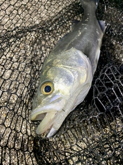 フッコ（マルスズキ）の釣果