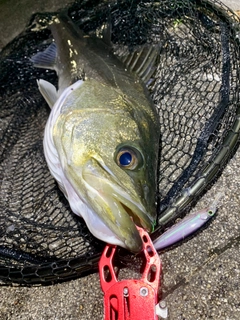 スズキの釣果