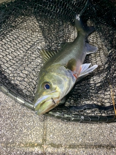 セイゴ（マルスズキ）の釣果