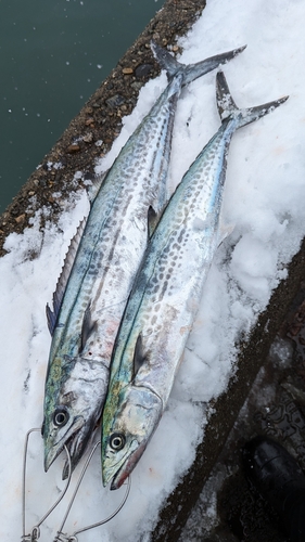 サゴシの釣果