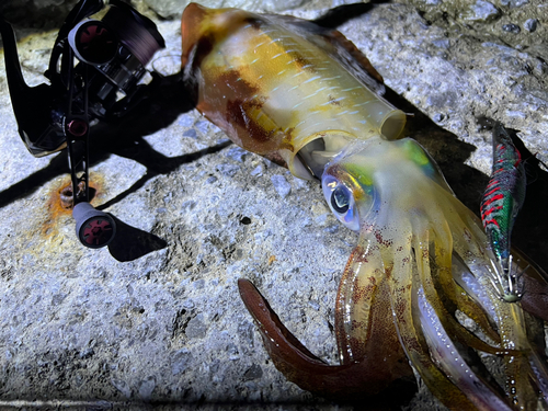 アオリイカの釣果