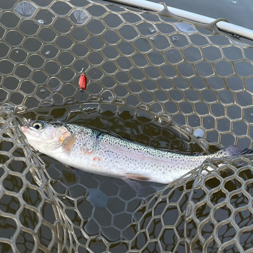 ニジマスの釣果