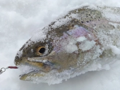 ニジマスの釣果