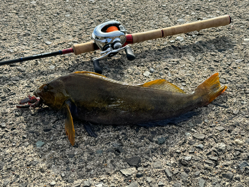 アイナメの釣果