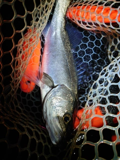 フッコ（マルスズキ）の釣果