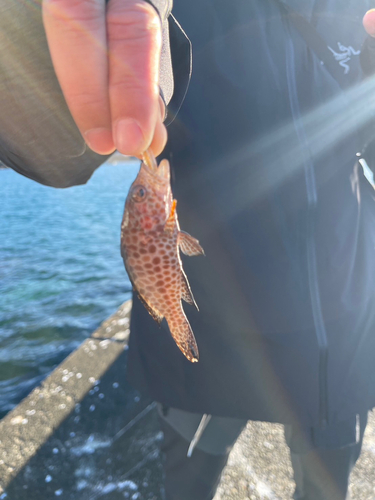 オオモンハタの釣果