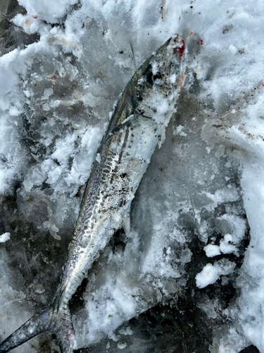 サゴシの釣果