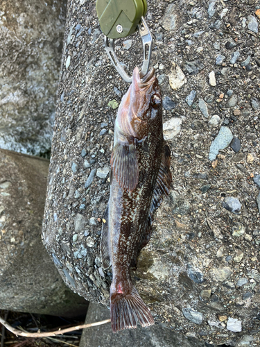 アイナメの釣果