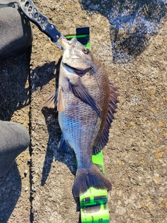 チヌの釣果