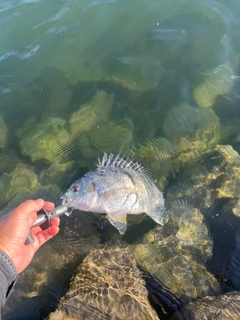 キビレの釣果