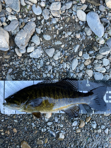 スモールマウスバスの釣果