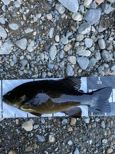 スモールマウスバスの釣果