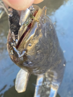 ナマズの釣果