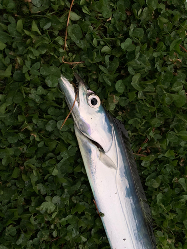 タチウオの釣果