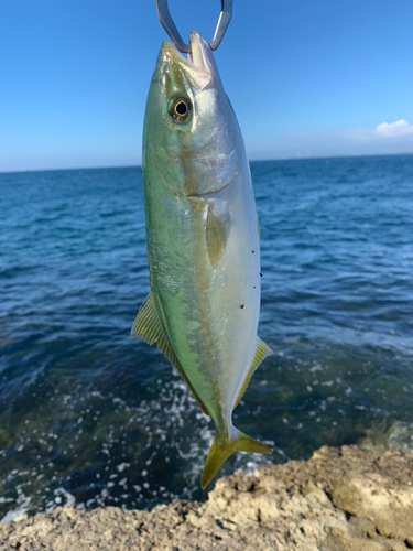 ワカシの釣果