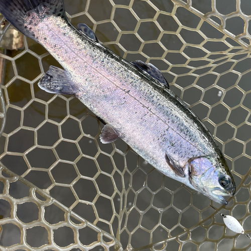 ニジマスの釣果