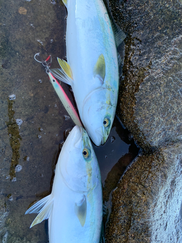 イナダの釣果