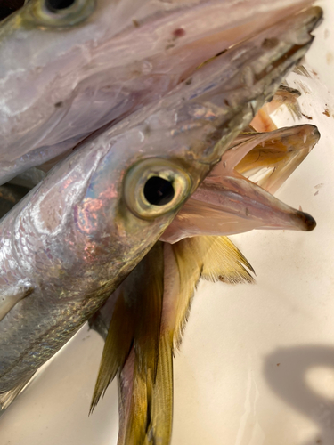 カマスの釣果