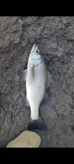 フッコ（ヒラスズキ）の釣果