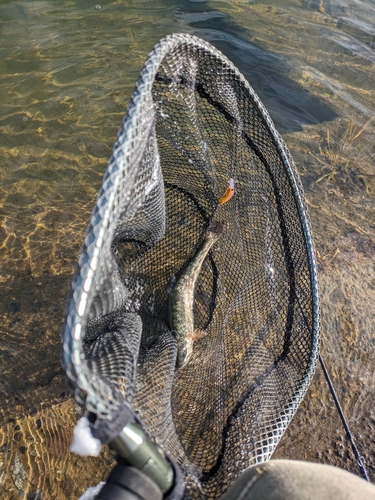 ニジマスの釣果