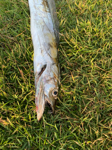 タチウオの釣果