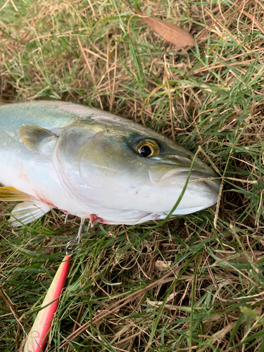 イナダの釣果