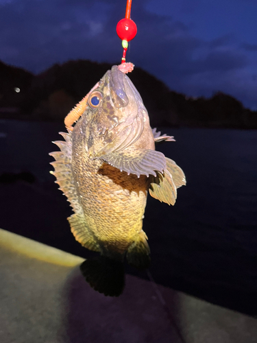 マゾイの釣果