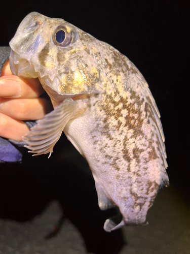 クロソイの釣果