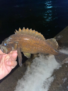 エゾメバルの釣果