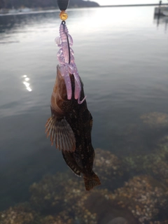 アイナメの釣果